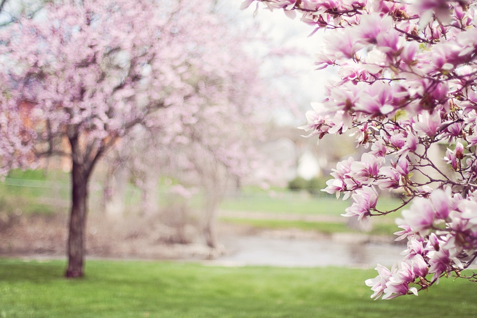 PASARELA PRIMAVERA 2018